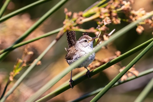 Marsh Wren