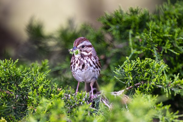 Song Sparrow
