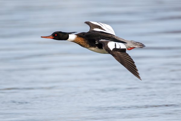 Red-breasted Merganser