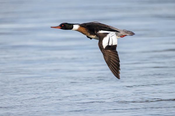 Red-breasted Merganser
