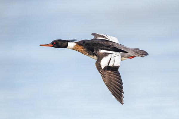 Red-breasted Merganser