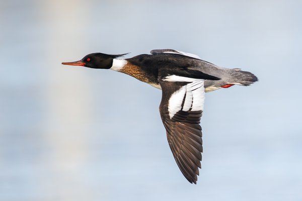 Red-breasted Merganser