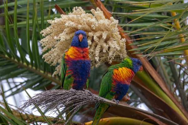 Parrots & Parakeets