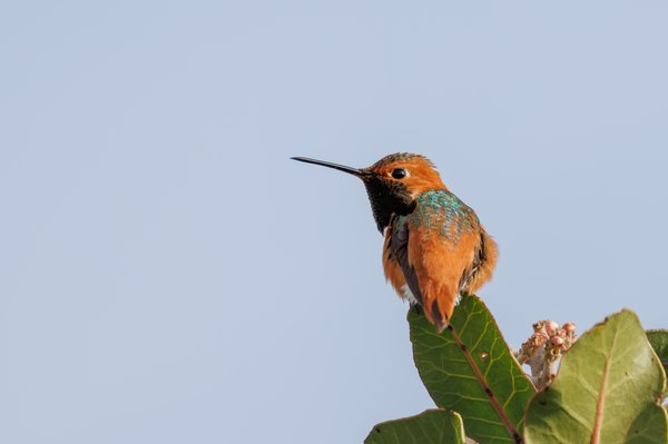 Allen's Hummingbird