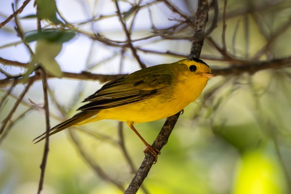 Wilson's Warbler