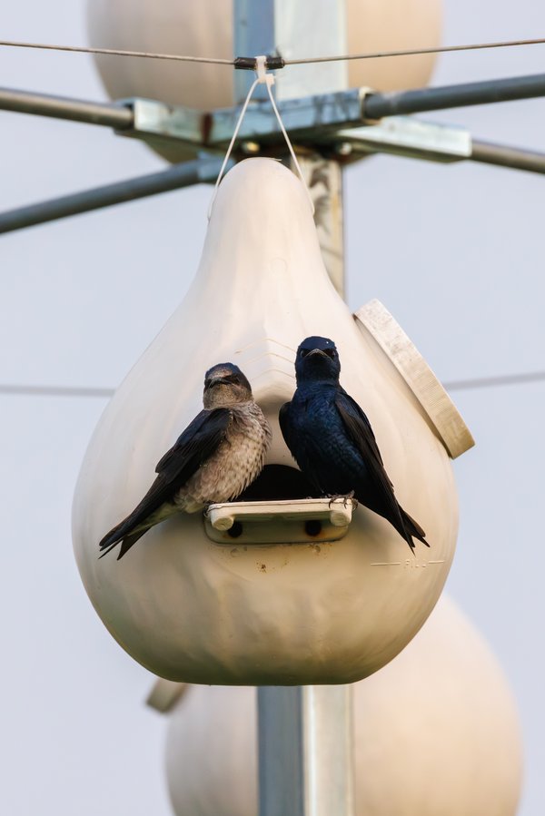 Purple Martin