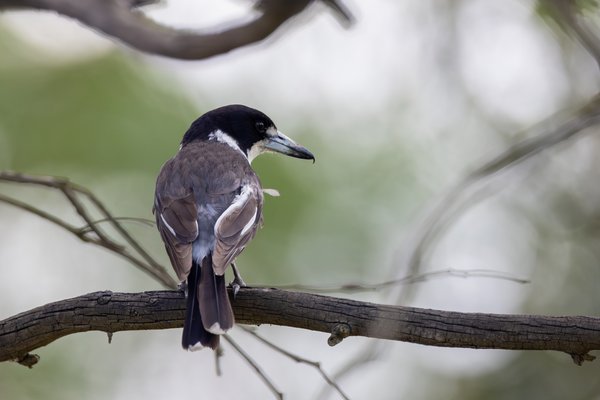Grey Butcherbird