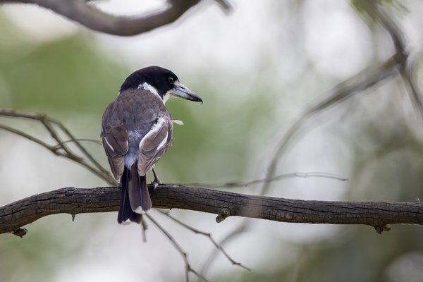 Grey Butcherbird