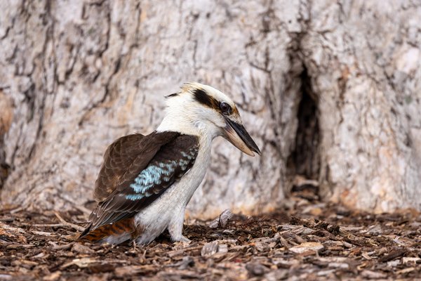 Laughing Kookaburra