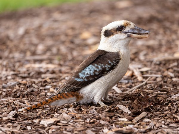 Laughing Kookaburra