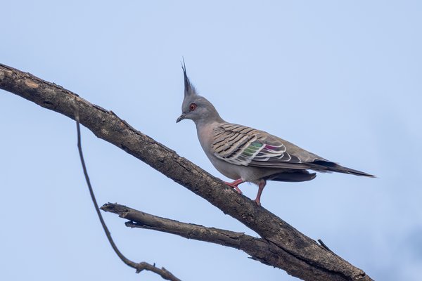Crested Pigeon