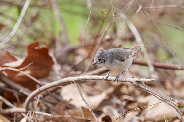 Oak Titmouse