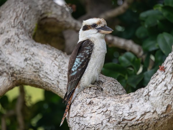 Laughing Kookaburra