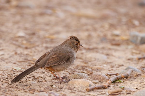 California Towhee
