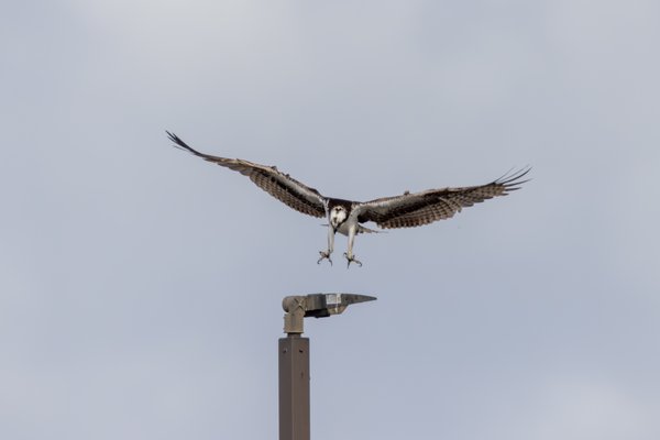 Osprey