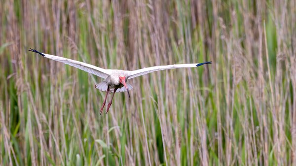 White-faced Ibis
