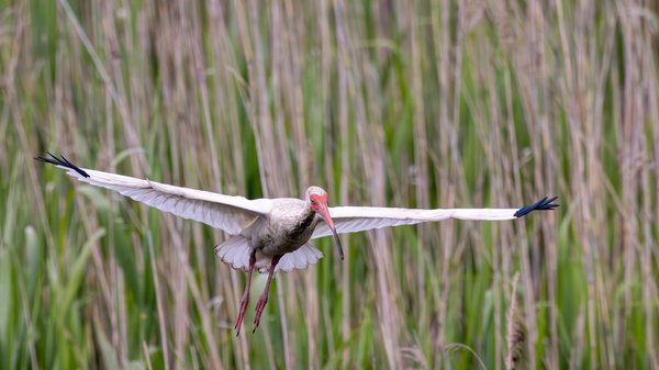 White Ibis