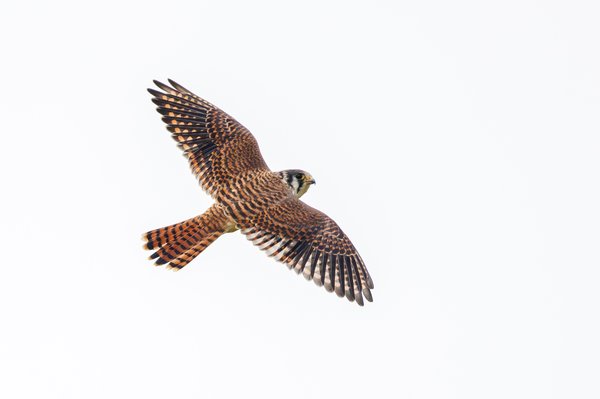 American Kestrel