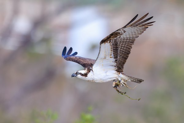 Osprey