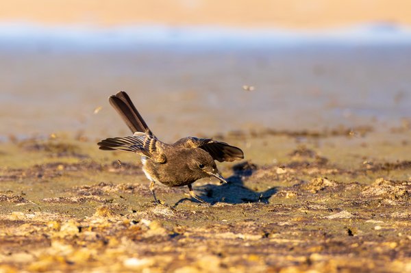 Black Phoebe