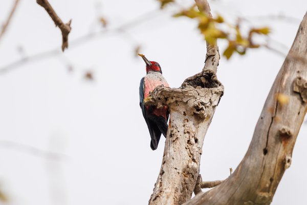 Lewis's Woodpecker