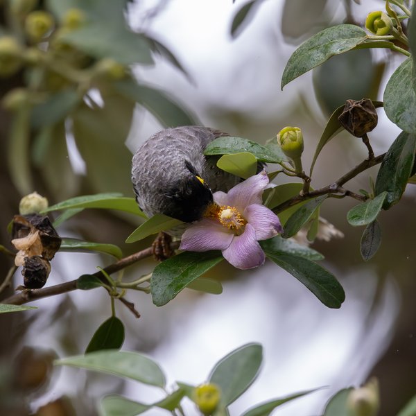 Noisy Miner