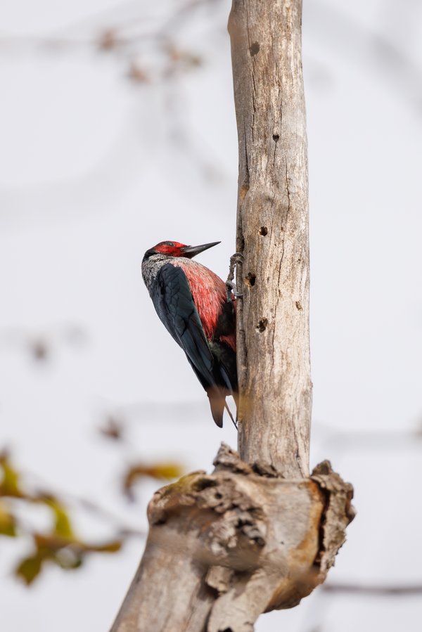 Lewis's Woodpecker