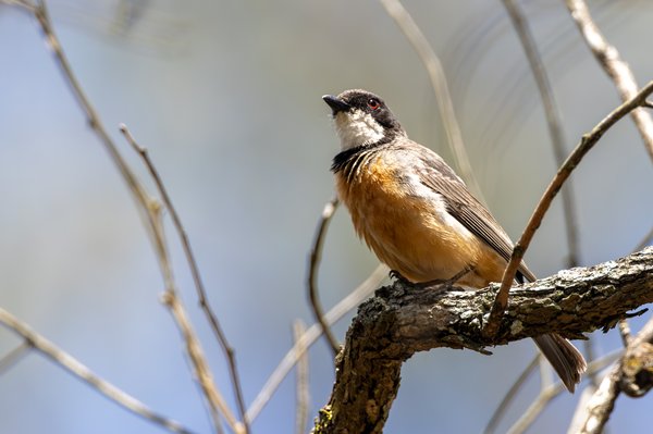 Rufous Whistler