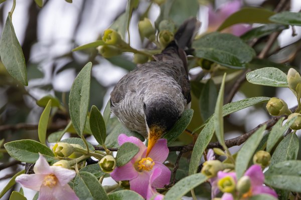 Noisy Miner