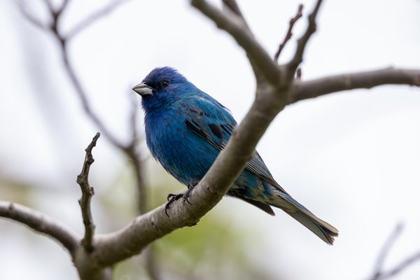 Indigo Bunting