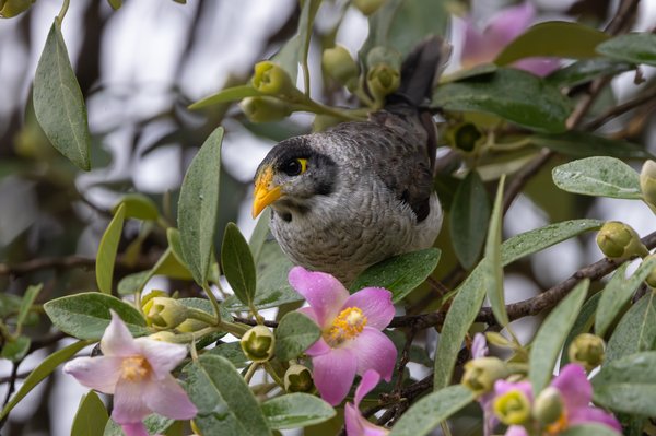 Noisy Miner