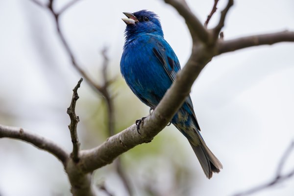 Indigo Bunting