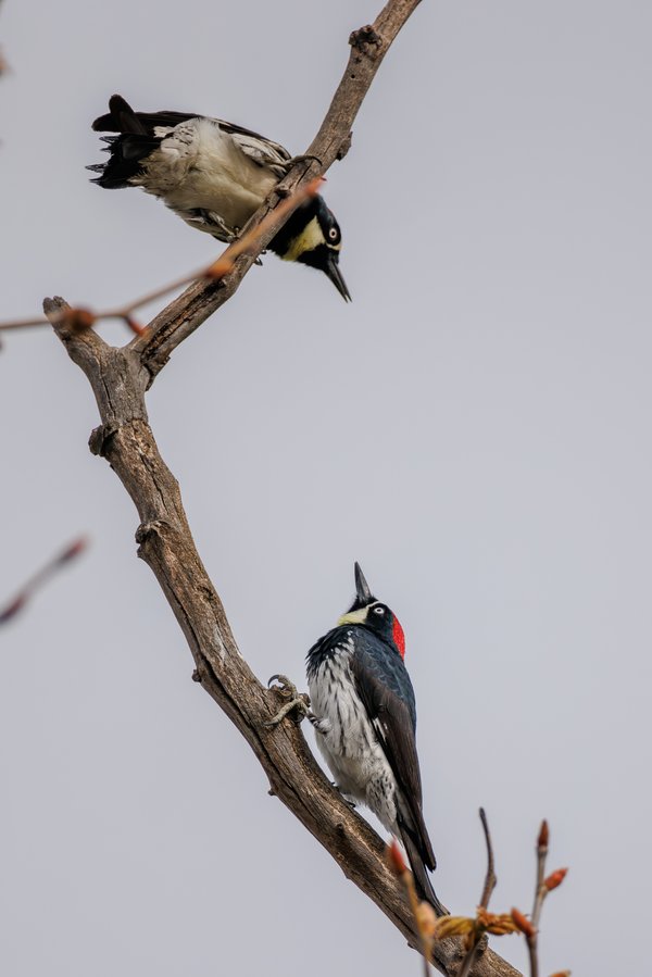 Acorn Woodpecker