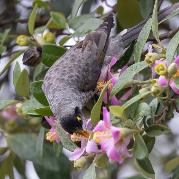 Noisy Miner