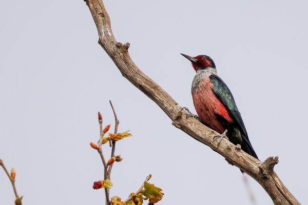 Lewis's Woodpecker