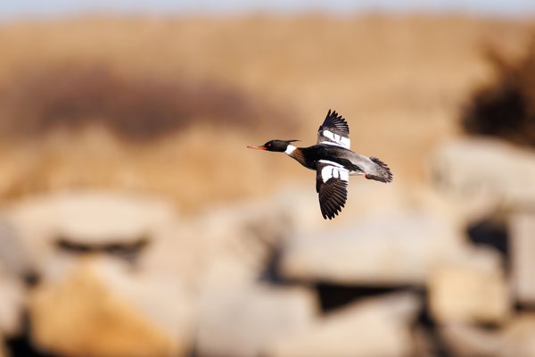Red-breasted Merganser