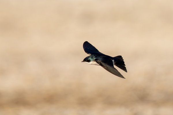 Tree Swallow