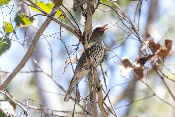 Olive-backed Oriole