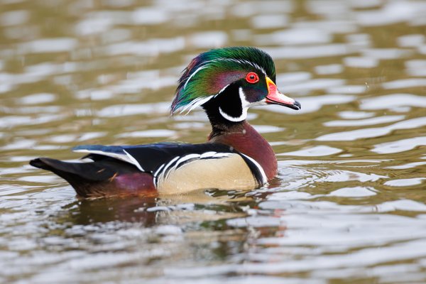 Wood Duck