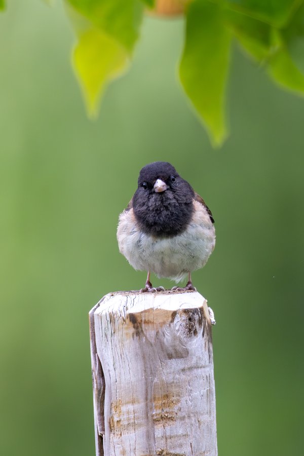 Dark-eyed Junco