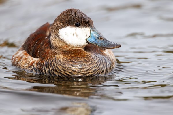 Ruddy Duck