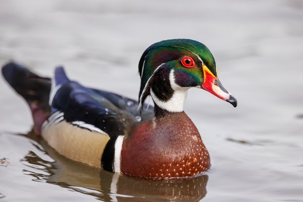 Wood Duck