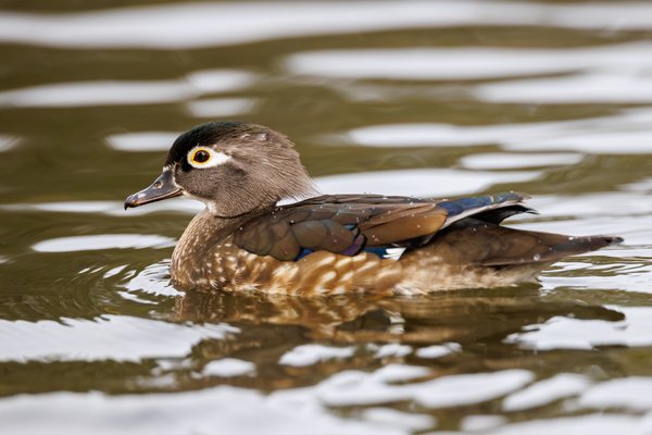Wood Duck