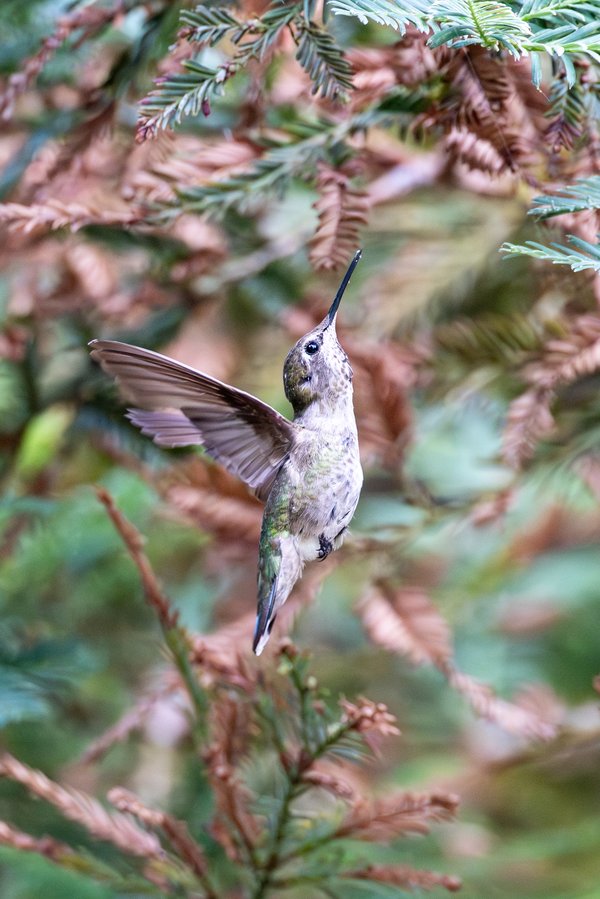 Anna's Hummingbird