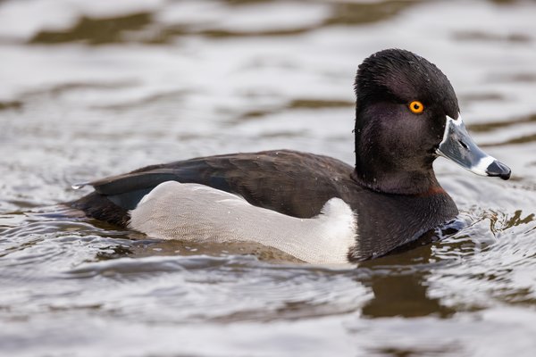 Ring-necked Duck