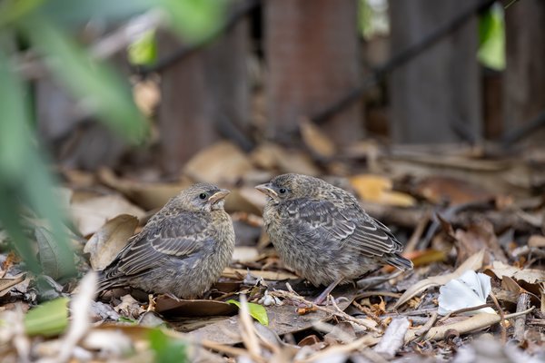 Brown-headed Cowbird