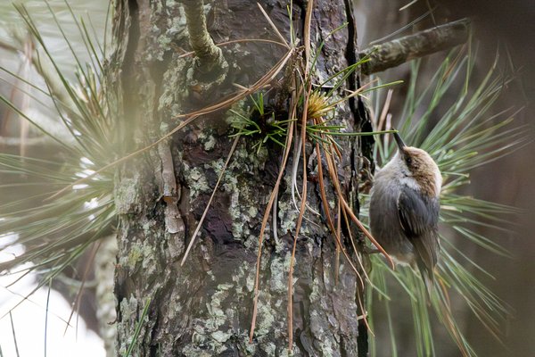 Brown-headed Nuthatch