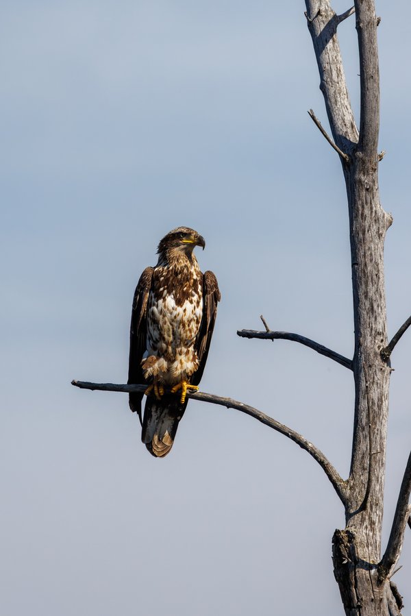 Bald Eagle