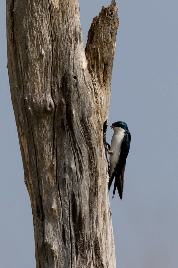 Tree Swallow