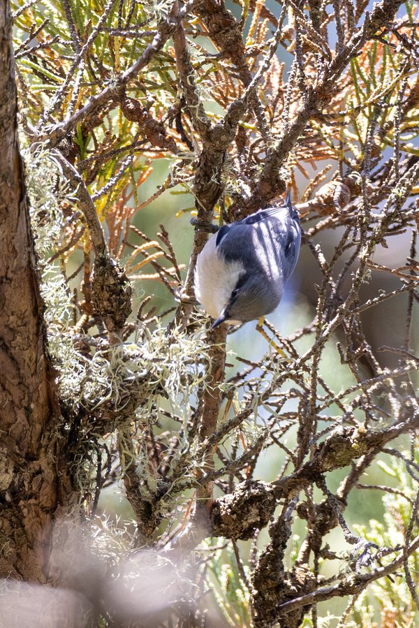Pygmy Nuthatch